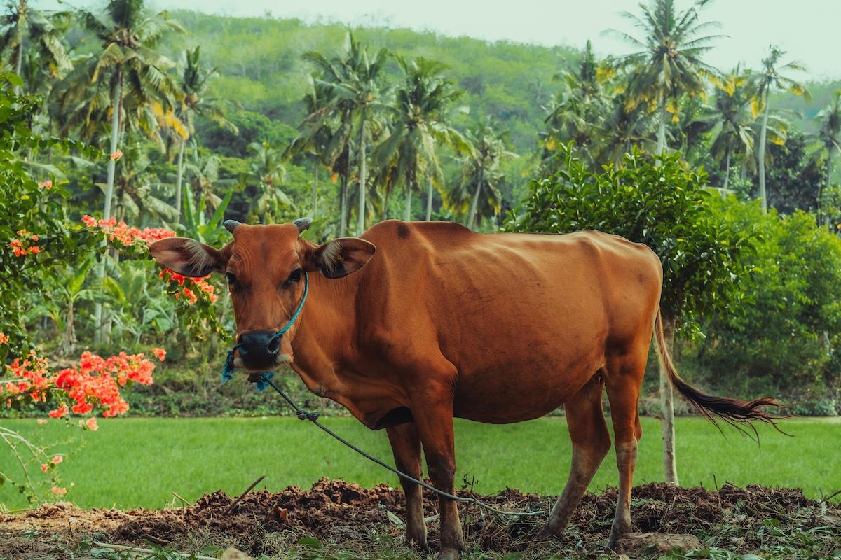 une-vache-brune-se-tient-dans-un-champ-verdoyant avec des palmiers en arriere plan