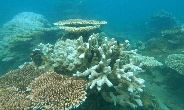 Blanchiment des coraux au large de Con Dao : Les conséquences du phénomène El Niño