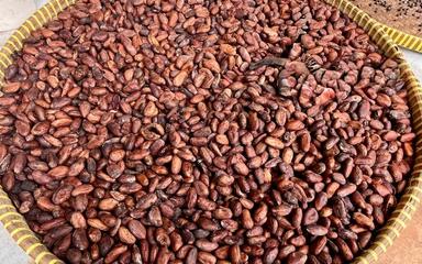 Fèves-Cacao
