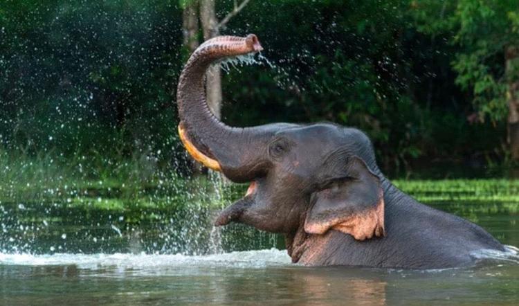 Elephant