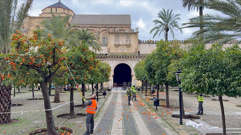 Patio de los Naranjos