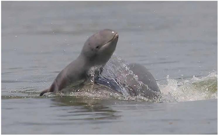 Kratié ouvre le Festival du fleuve avec une course ouverte à tous