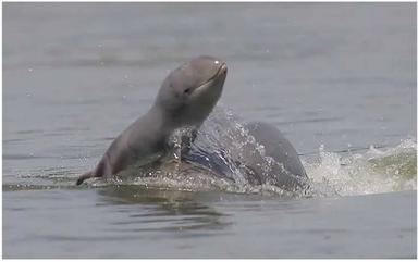 Kratié ouvre le Festival du fleuve avec une course ouverte à tous