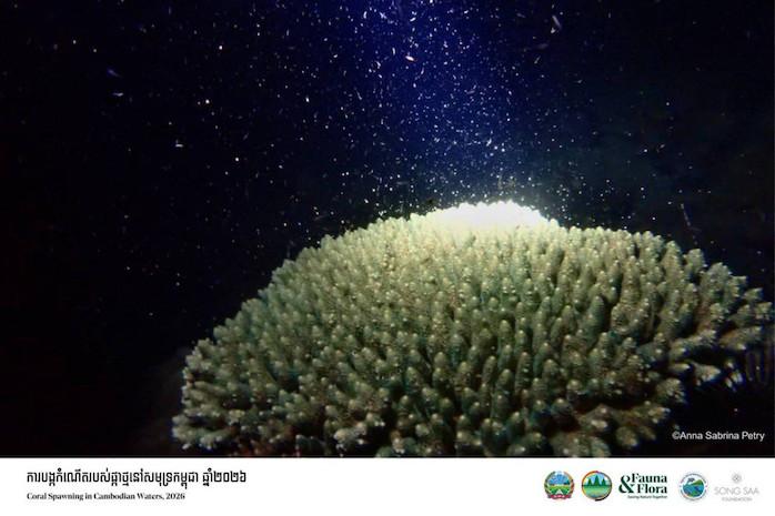 Nouvelle ponte de coraux observée dans les eaux cambodgiennes 2