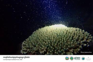 Nouvelle ponte de coraux observée dans les eaux cambodgiennes 2