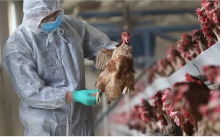 Un deuxième cas humain de grippe aviaire confirmé au Cambodge