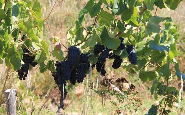 Vignes de païs vieilles de plus de 200 ans, la matière première du vin de Louis-Antoine Luyt.