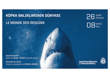 Exposition Le Monde des requins au lycée Saint-Joseph d’Istanbul – grand requin en gros plan