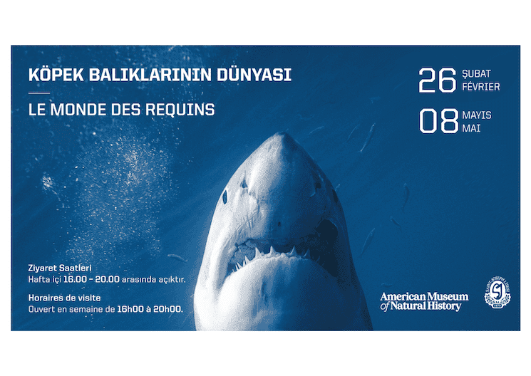 Exposition Le Monde des requins au lycée Saint-Joseph d’Istanbul – grand requin en gros plan