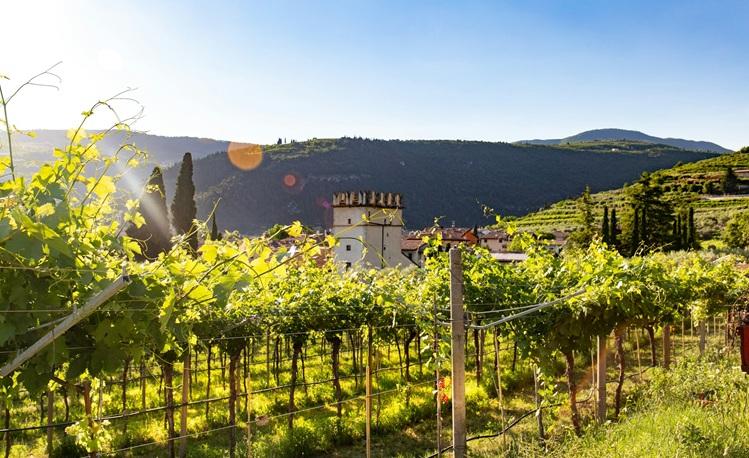 vignes_valopolicella