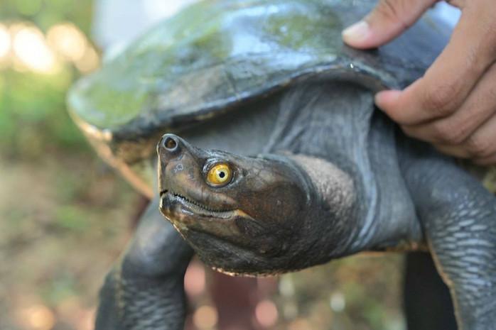 20 tortues royales réintroduites en milieu naturel au Cambodge 2