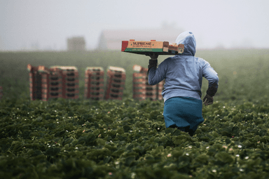 Certains secteurs en tension, notamment le secteur agricole, dépendent principalement de la main-d'œuvre étrangère.
