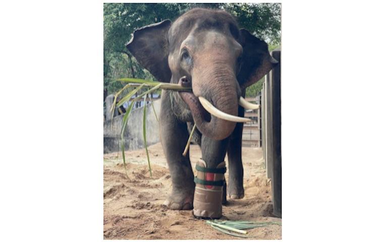 Chhouk, l'éléphant cambodgien reçoit une nouvelle