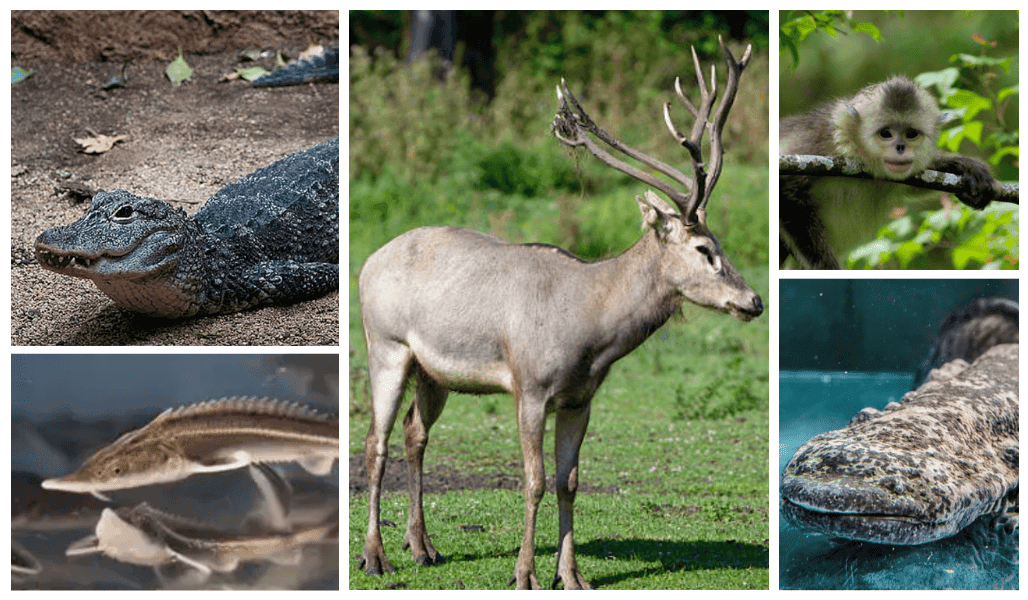 Espèces endémiques chinoises (2) (1)