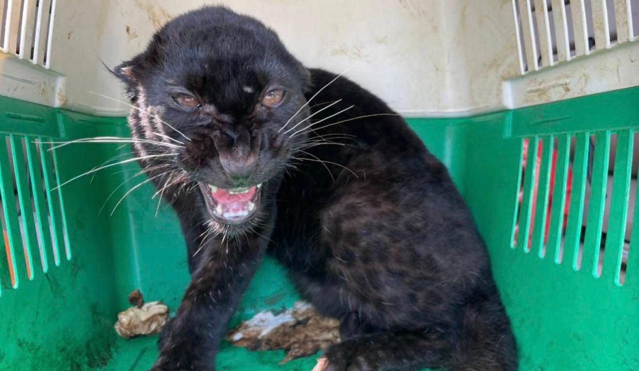 Bébé panthère noire