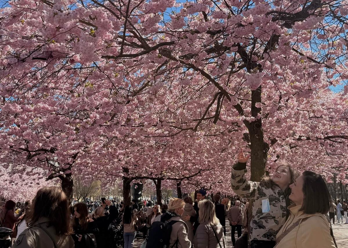 Les cerisiers japonais de Kungsträdgården