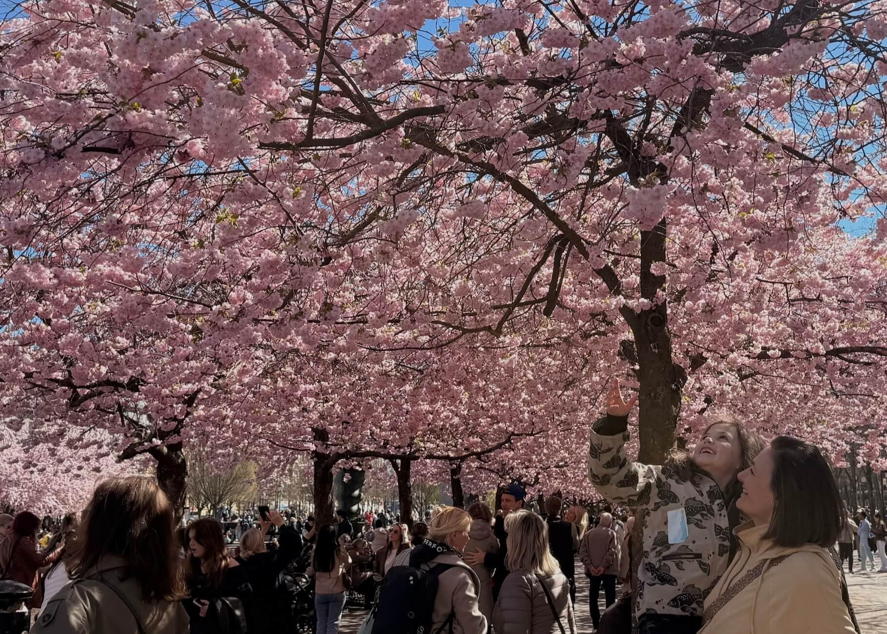 Les cerisiers japonais de Kungsträdgården