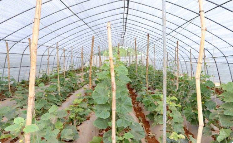 Le changement climatique menace l'agriculture cambodgienne