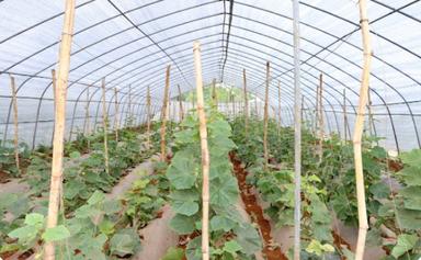 Le changement climatique menace l'agriculture cambodgienne