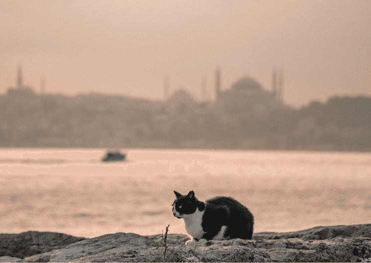 Chat à Istanbul face au Bosphore avec silhouette de mosquées en arrière-plan