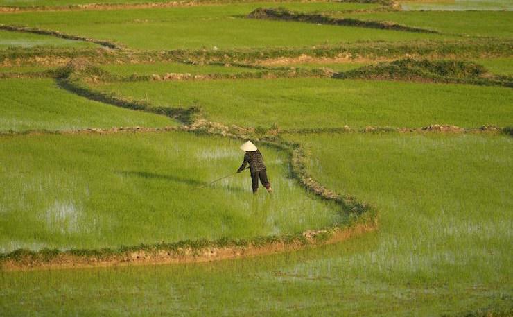 Rizière vietnamienne, principal produit agricole cultivé dans le delta du Mékong