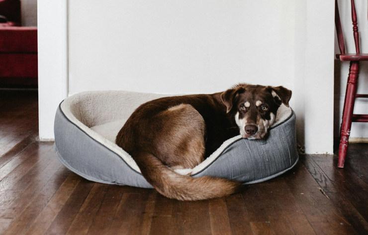 Panier orthopédique pour chien jusqu'à 80 kg