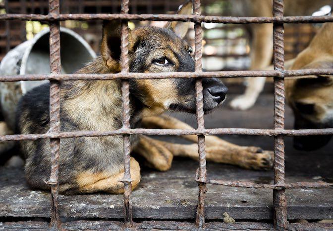 Derrière le commerce de viande de chien au Cambodge