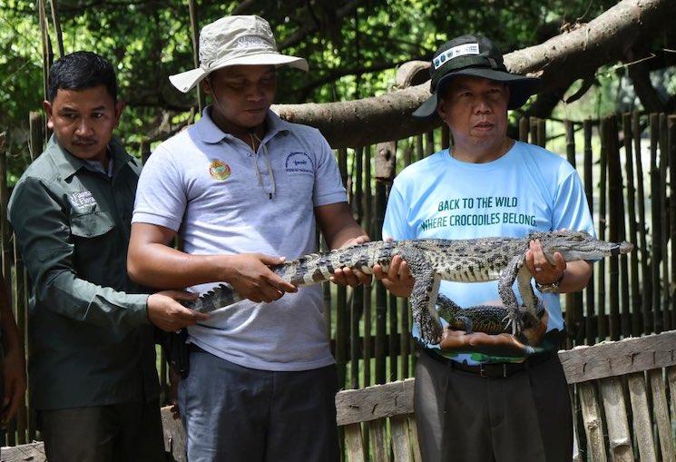 Dix crocodiles réintroduits dans le nord-est du Cambodge