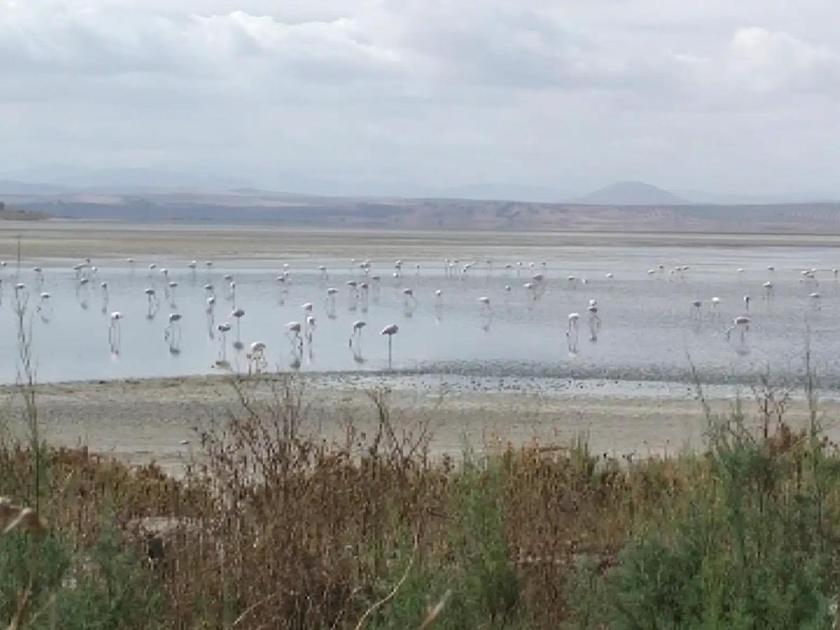 Laguna de Fuente de Piedra