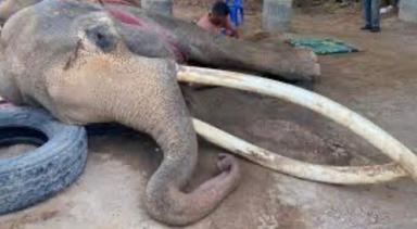 Célèbre éléphant thaï aux longues défenses décédé