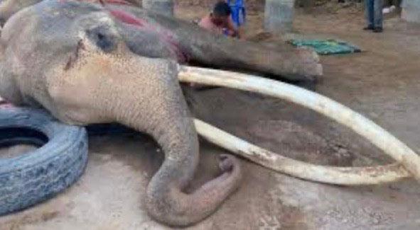 Célèbre éléphant thaï aux longues défenses décédé
