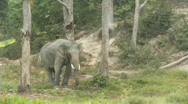 Éléphant