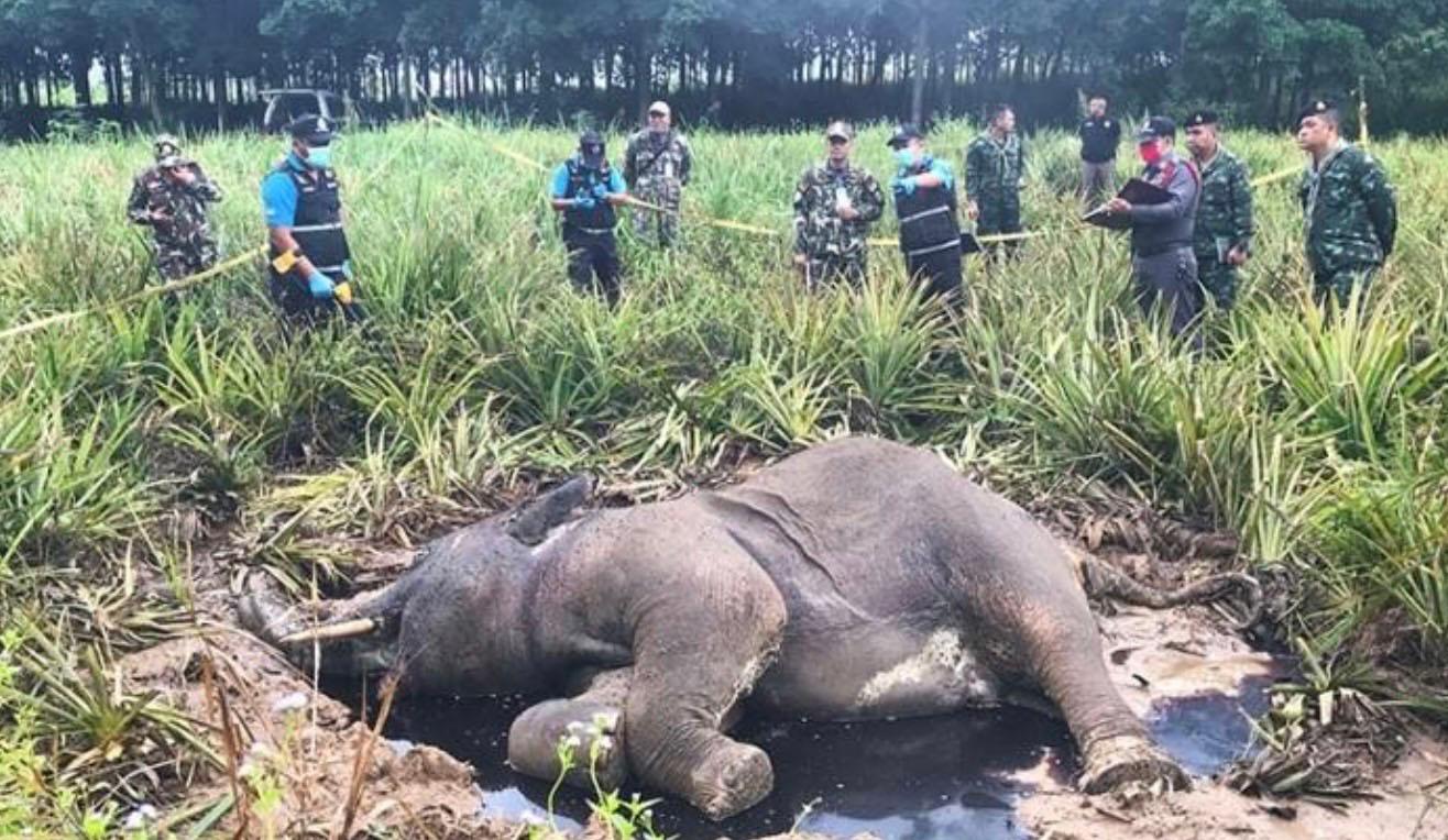 Éléphant mort Thaïlande