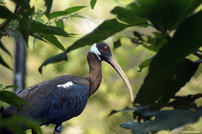 Ibis à Épaulettes Blanches AKP