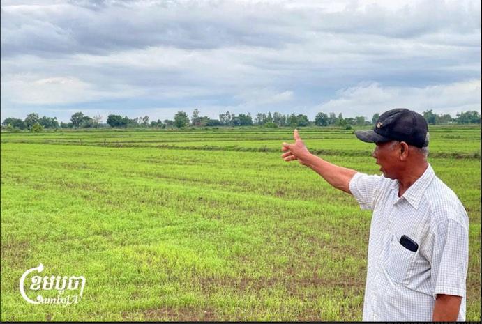 Les riziculteurs cambodgiens sous pression 6