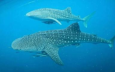 Requins-baleines