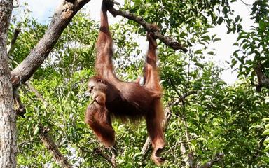 Une-orang