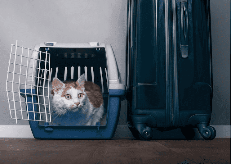 Chat dans une caisse de transport à côté d’une valise avant un voyage entre la Turquie et la France