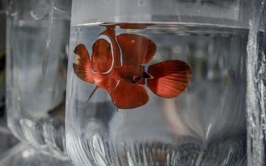 aquariophilie