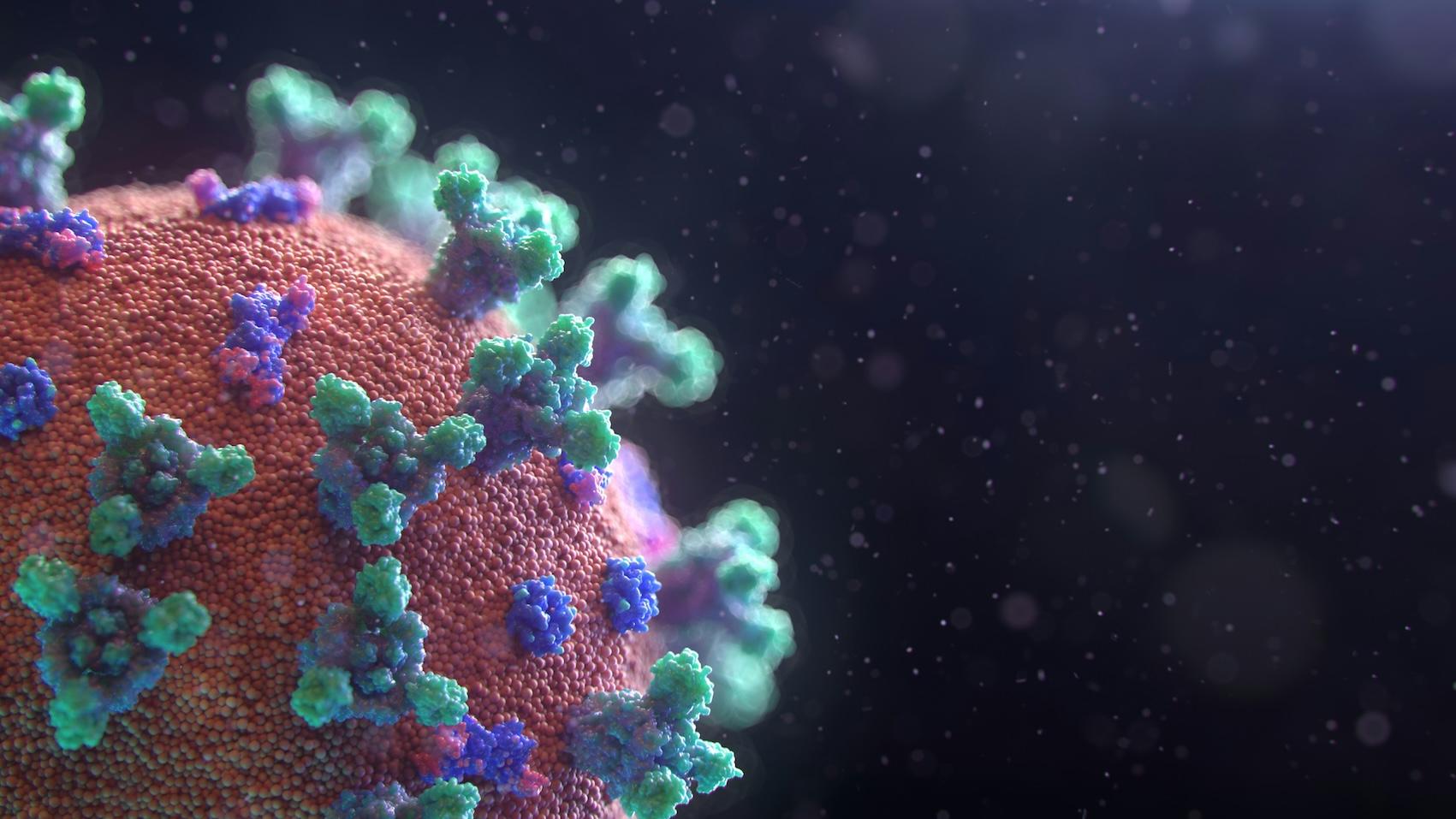 hantavirus, toutes les questions sur le virus du monde des andes