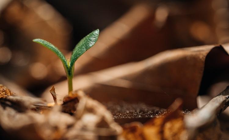 plante_sol