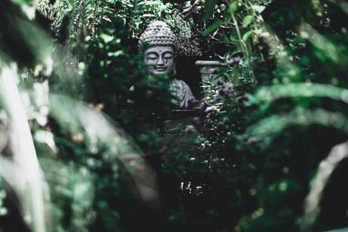une statue de bouddha nichée dans la végétation avec des plantes au premier plan