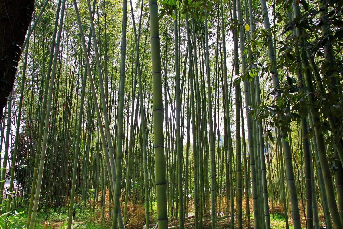 Forêt de bambous