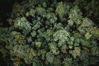 Ces animaux du Vietnam que l’on croyait perdus à jamais