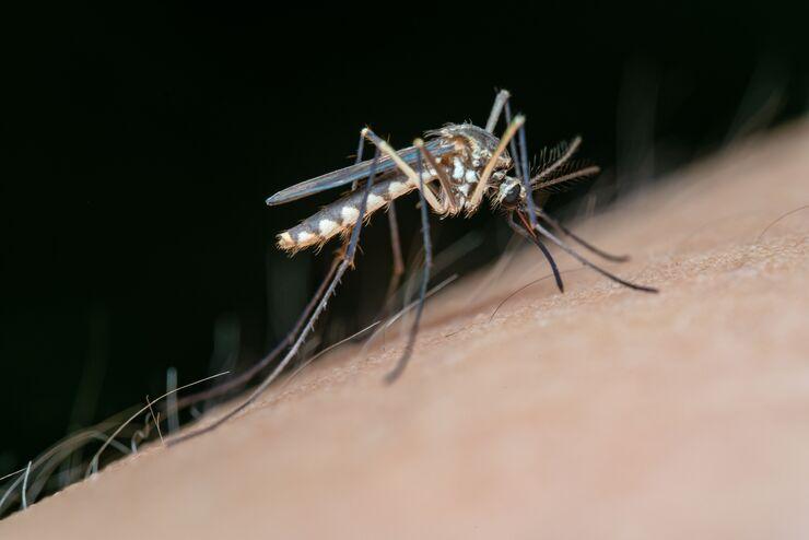 La dengue à Hô Chi Minh-Ville : une épidémie précoce et inquiétante