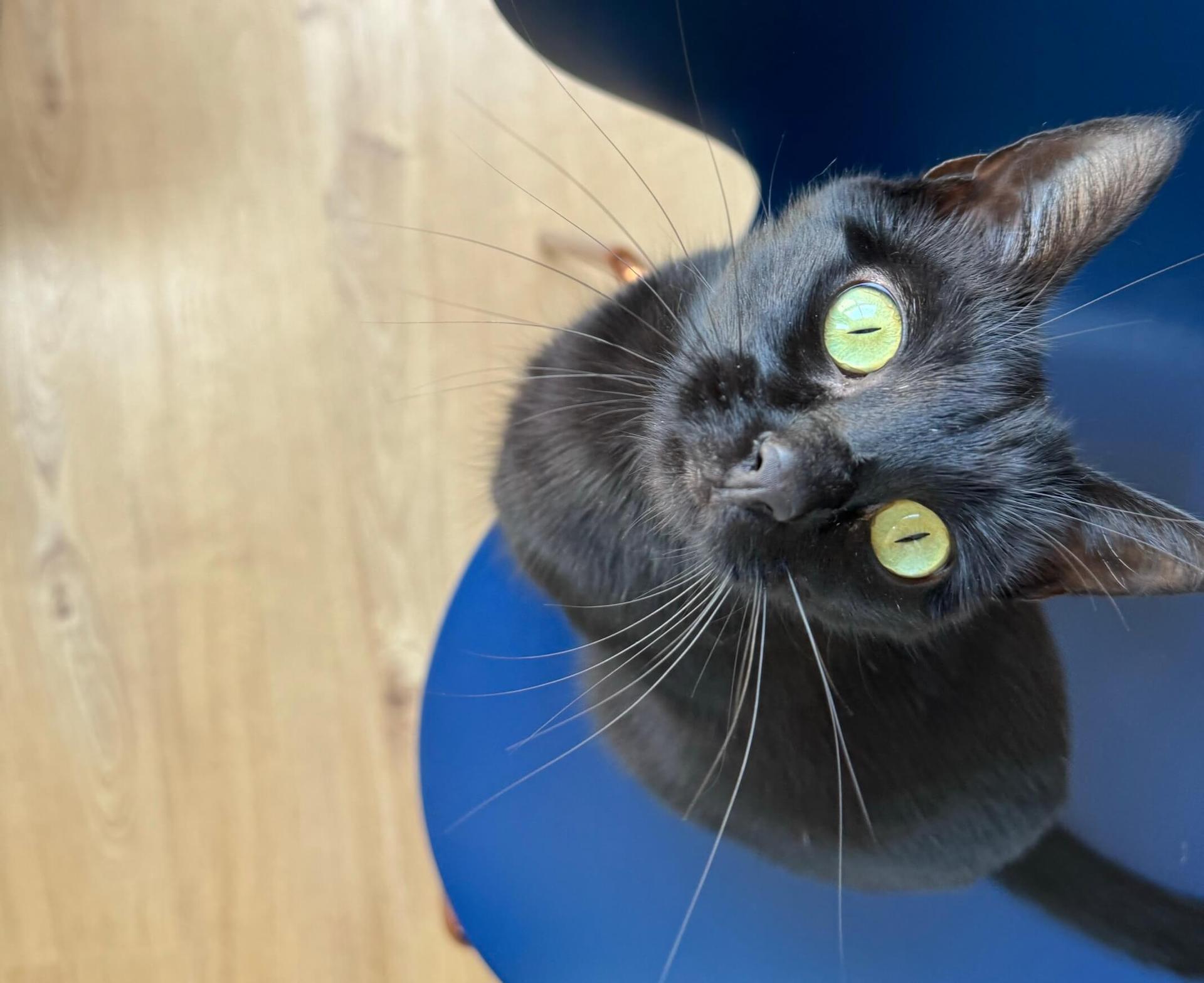 chat noir