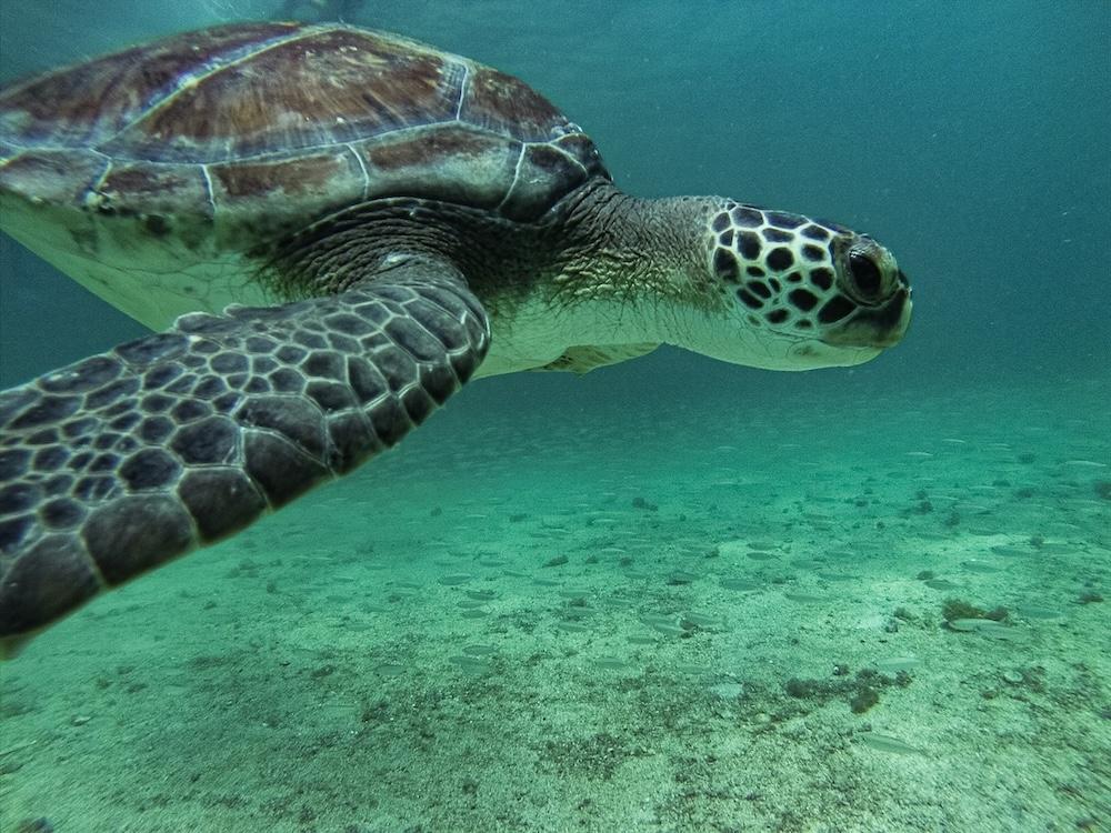 une tortue de mer de profil dans une eau turquoise