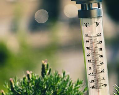 une photo d'un thermomètre à côté d'une plante verte