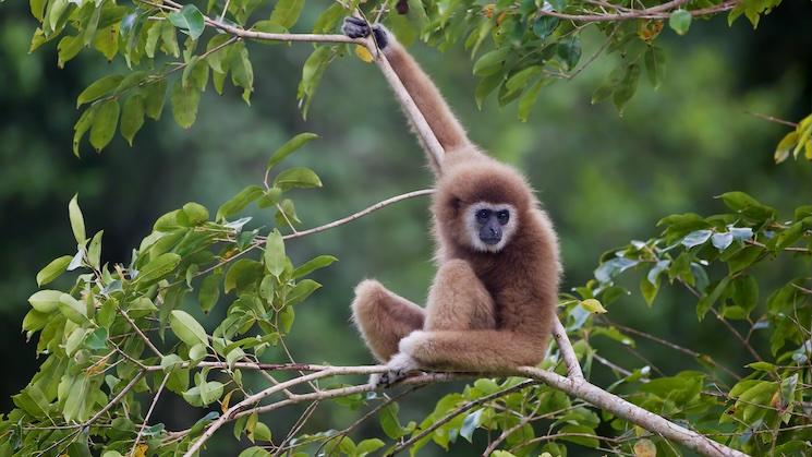 Bonne nouvelle pour les gibbons d’Angkor