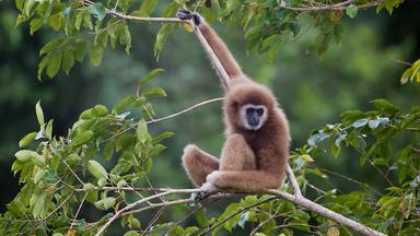 Bonne nouvelle pour les gibbons d’Angkor